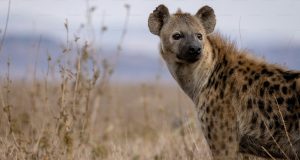 hyenas